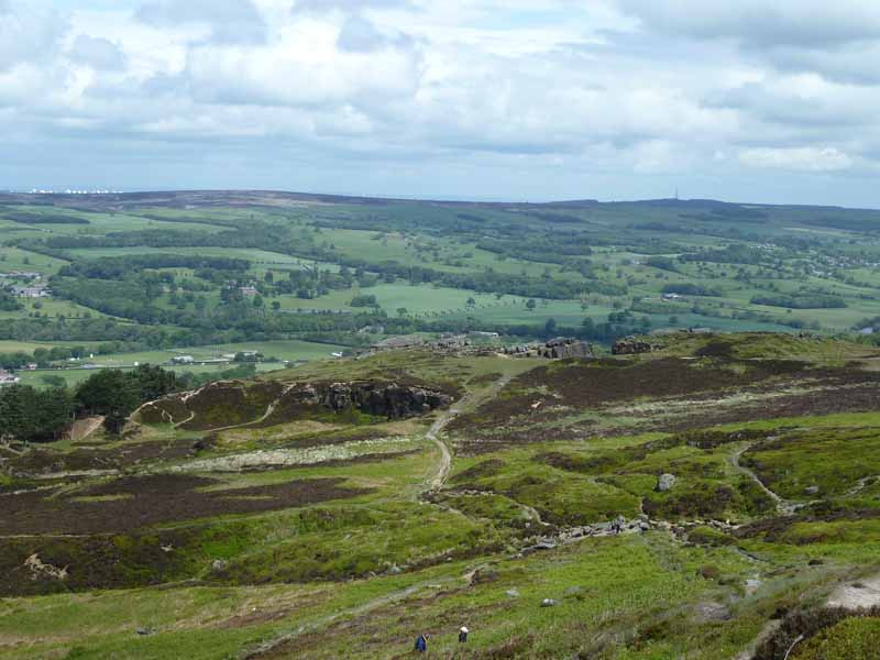 Cow and Calf